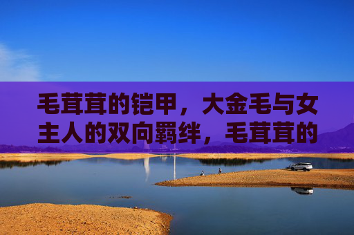 毛茸茸的铠甲，大金毛与女主人的双向羁绊，毛茸茸的铠甲，大金毛与女主人的双向羁绊