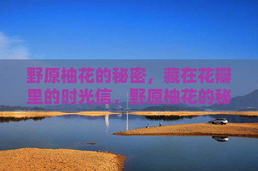野原柚花的秘密，藏在花瓣里的时光信，野原柚花的秘密，花瓣里的时光信