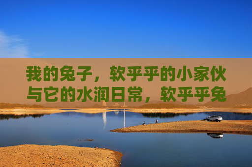 我的兔子，软乎乎的小家伙与它的水润日常，软乎乎兔子的水润日常