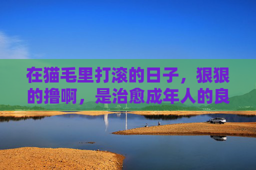 在猫毛里打滚的日子，狠狠的撸啊，是治愈成年人的良药，猫毛打滚，成年人的治愈良药