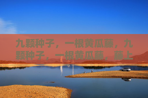 九颗种子,一根黄瓜藤,九颗种子,一根黄瓜藤,藤上的希望 九颗种子,一根黄瓜藤,九颗种子,一根黄瓜藤,藤上的希望