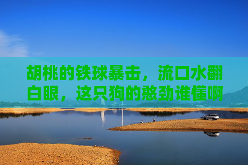 胡桃的铁球暴击,流口水翻白眼,这只狗的憨劲谁懂啊!胡桃铁球暴击暴击,流口水翻白眼!这狗的憨劲谁懂啊! 胡桃的铁球暴击,流口水翻白眼,这只狗的憨劲谁懂啊!胡桃铁球暴击暴击,流口水翻白眼!这狗的憨劲谁懂啊!
