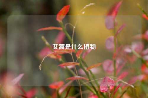 艾蒿是什么植物
