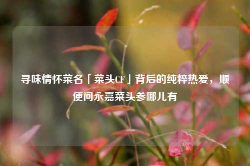 寻味情怀菜名「菜头CF」背后的纯粹热爱,顺便问永嘉菜头参哪儿有